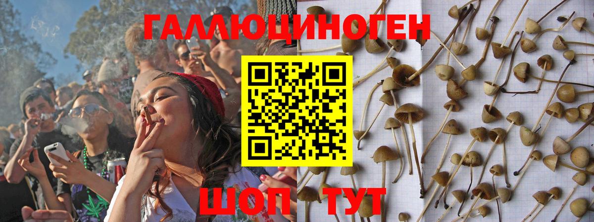 Галлюциногенные грибы Psilocybe Томск